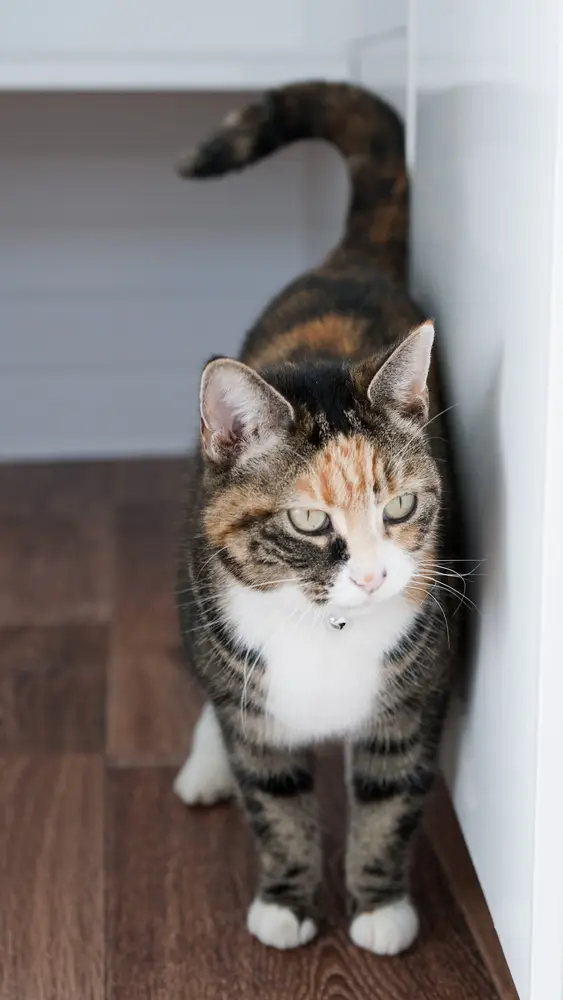 Old Moor Boarding Cattery accommodation and guests