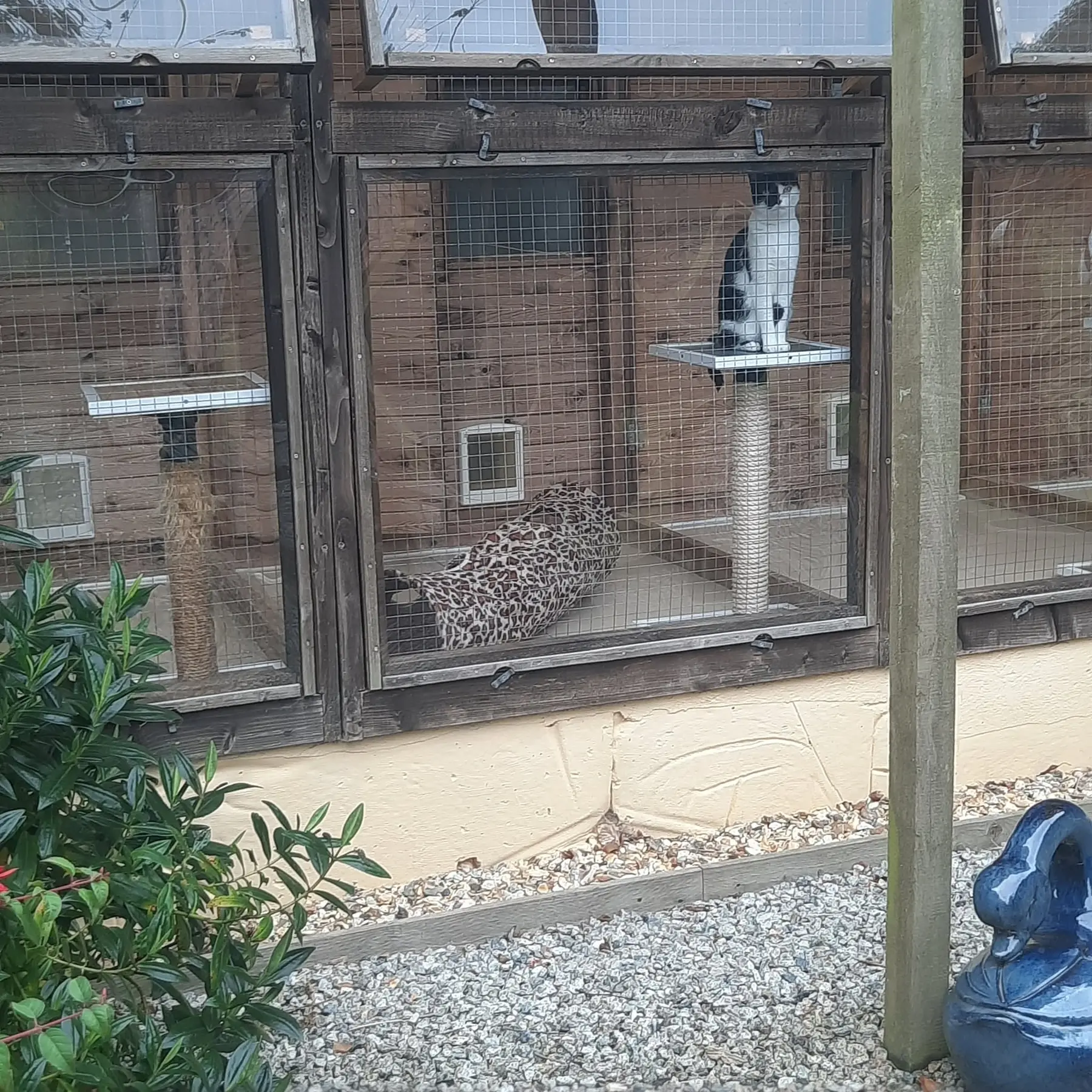 Old Moor Boarding Cattery accommodation and guests