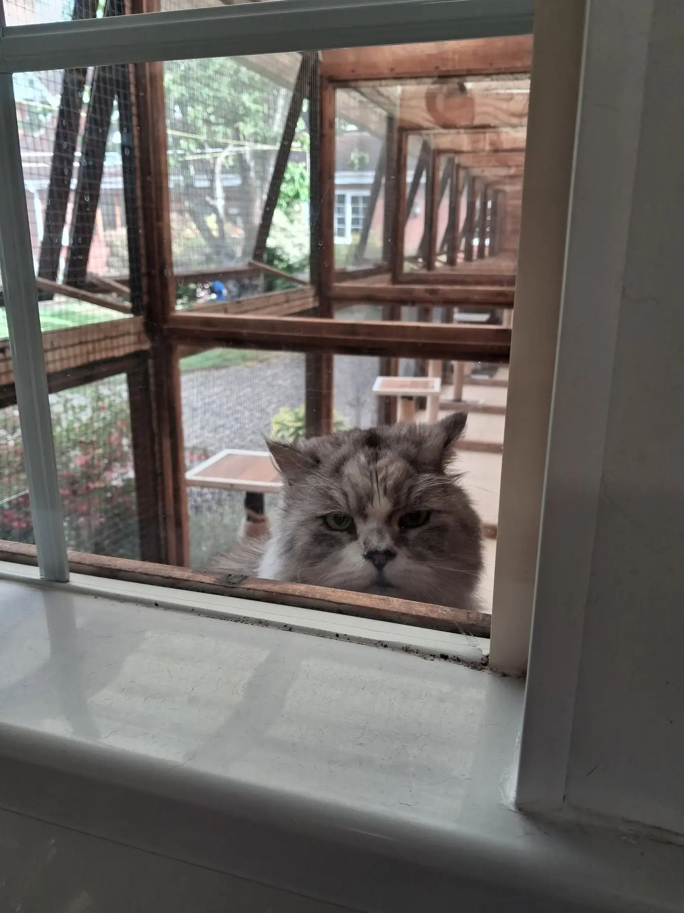 Old Moor Boarding Cattery accommodation and guests