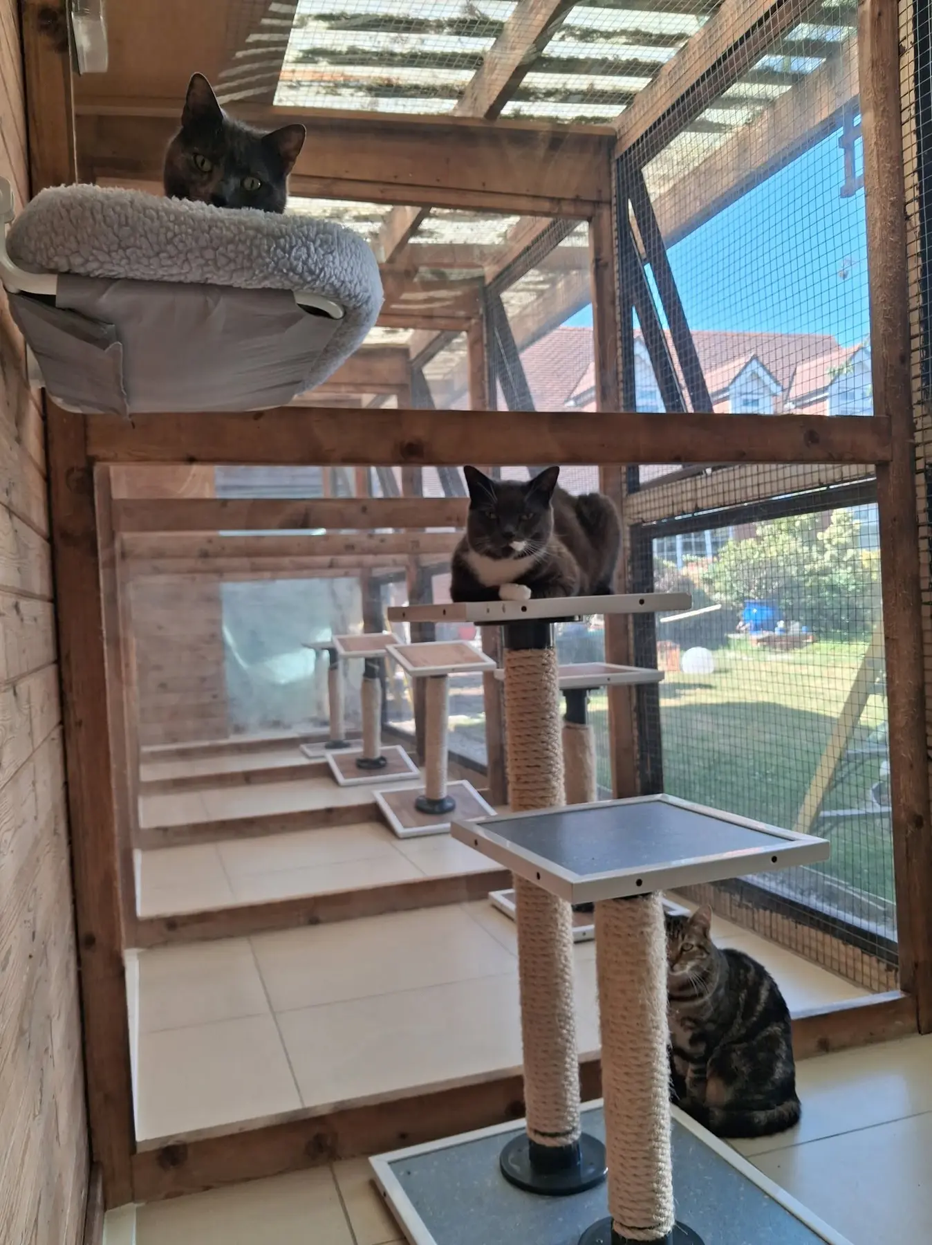 Old Moor Boarding Cattery accommodation and guests