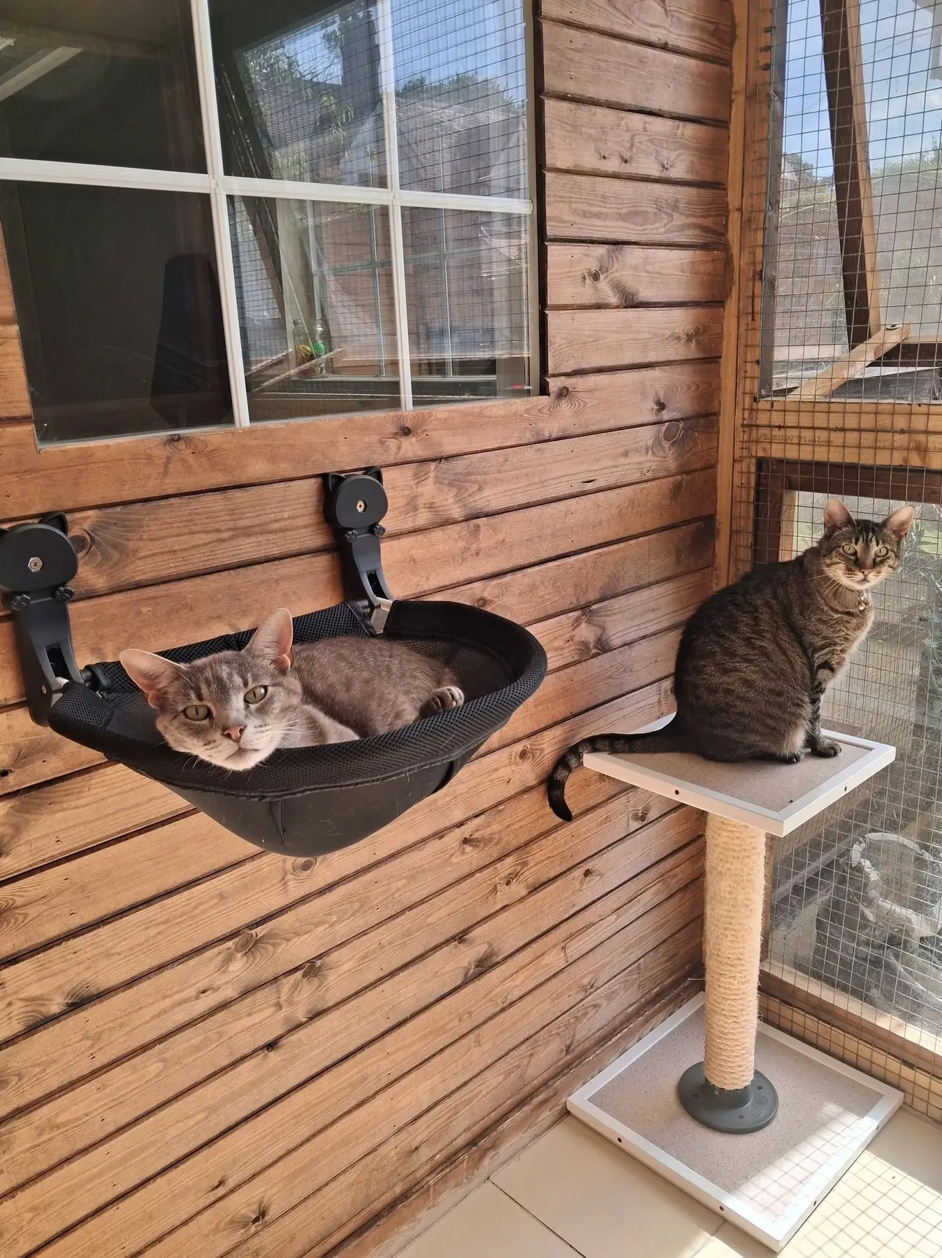 Cats relaxing together in their chalet