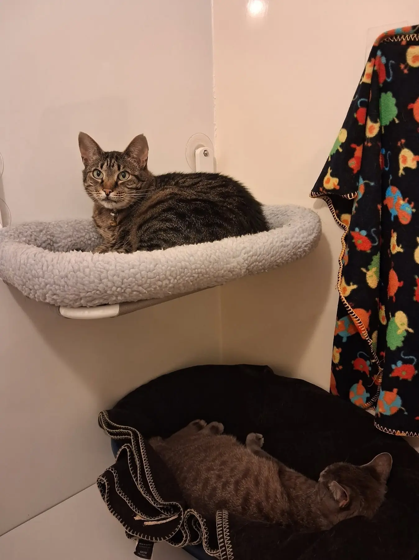 Old Moor Boarding Cattery accommodation and guests