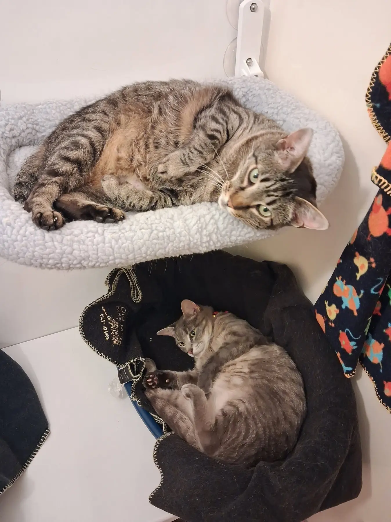 Three cats resting comfortably at Old Moor Boarding Cattery